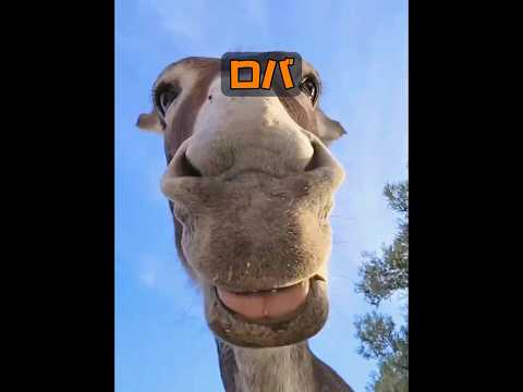 ロバって本当にそんなに気性が荒いの？ #自然 #動物プロダクション #animals #動物 #癒し thumbnail