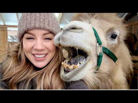MÖT MIN KAMEL & lär er om pungdjurs matsmältning i denna vlogg thumbnail