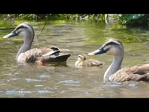Duck Family 0605F🦆カモ親子🐤迷子の雛と見捨てられた雛。育児放棄で父との再会。夫婦VS夫婦。兄弟喧嘩| Wildlife Documentary thumbnail
