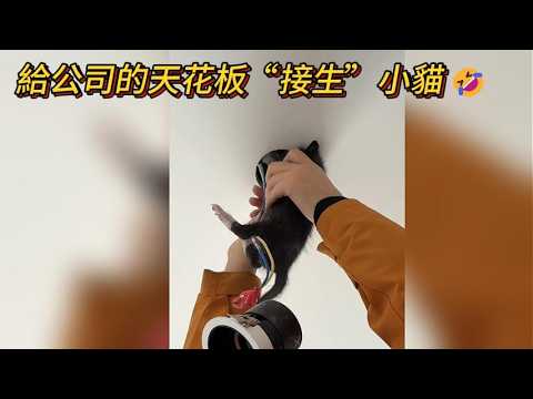 給公司的天花板“接生”小貓❗還沒有接完 就已經分好了?#cat #funny #catvideos thumbnail