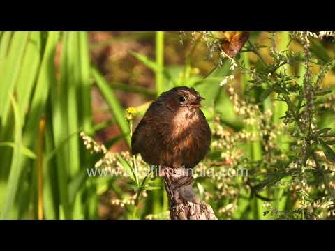 Streaked Laughingthrush in the forests of Jabbarkhet thumbnail