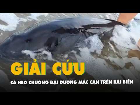 Giải cứu cá heo chuông đại dương mắc cạn trên bãi biển Phú Quốc thumbnail