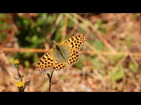 Himalayan Queen Fritillary feeding on wildflowers in Jabarkhet thumbnail