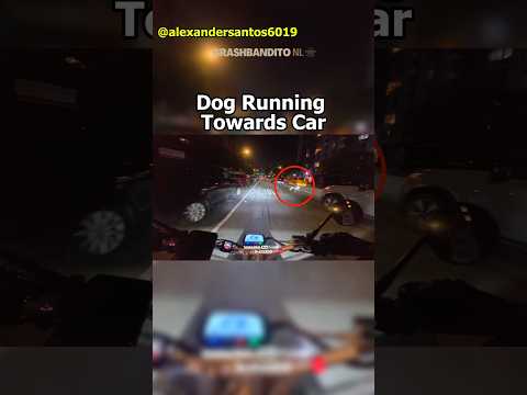 Who is at Fault? Dog Owner or BMW-Driver? thumbnail
