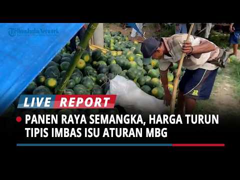 Petani di Bondowoso Panen Raya 2,5 Ton Semangka, Harga Turun Tipis Imbas Isu Aturan MBG thumbnail