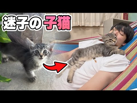 学校にやってきた迷子のネコ【その後】 thumbnail