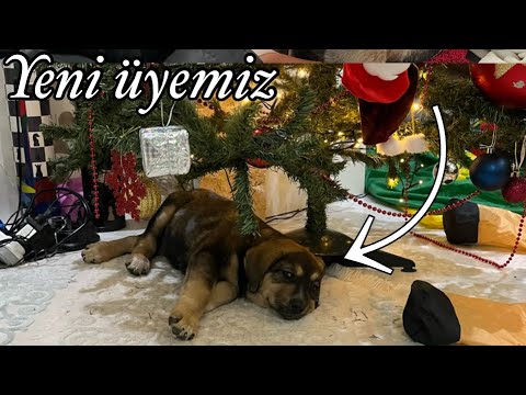 Minik köpekçiğimiz💗 Yeni üye❤️ thumbnail