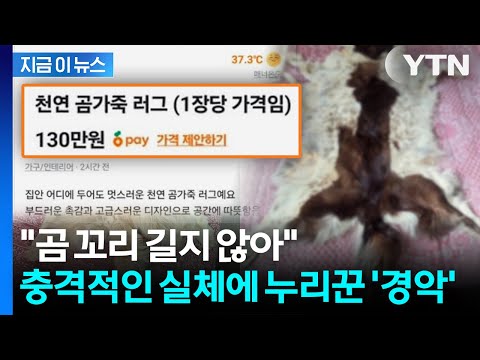 당근 뒤집어놓은 '곰 가죽 러그'... 충격적인 실체에 누리꾼 경악 [지금이뉴스] / YTN thumbnail