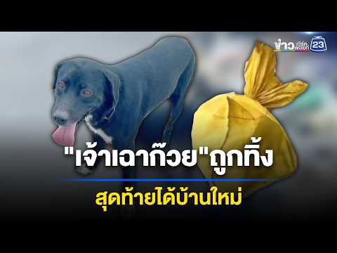 "เฉาก๊วย" ได้บ้านใหม่ หลังถูกนำไปทิ้ง l ข่าวเที่ยงเวิร์คพอยท์ l 4 มิ.ย. 69 thumbnail
