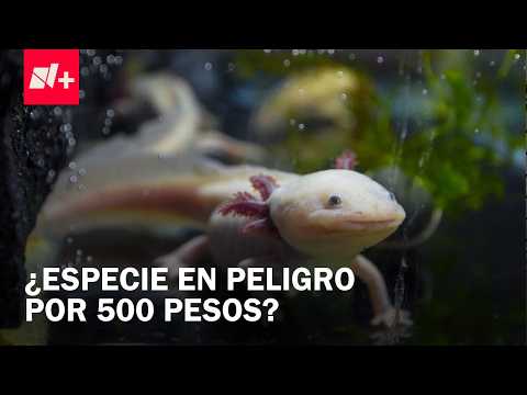 Venta ilegal en CDMX: Por 500 pesos, se pueden adquirir Ajolotes en el Mercado de Mixiuhca thumbnail