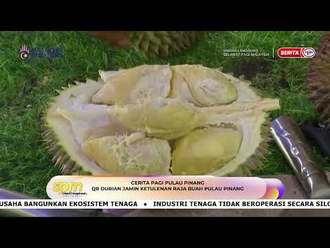 4 JUN 2026 - SPM- CERITA PAGI PULAU PINANG QR DURIAN JAMIN KETULENAN RAJA BUAH PULAU PINANG thumbnail