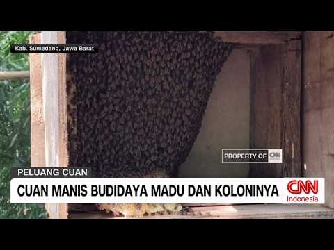 Cuan Manis Budidaya Madu dan Koloninya thumbnail
