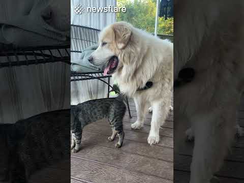 Animals REUNITED with their loved ones! (Maximum cuteness edition) thumbnail