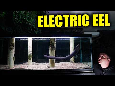 My NEW electric eel aquarium thumbnail