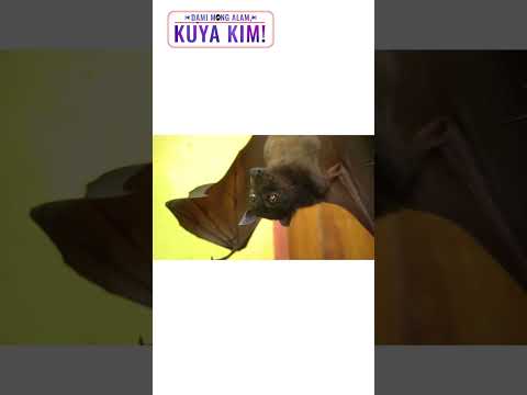 Paniki sa Misamis Occidental, ginawang pet?! | Dami Mong Alam, Kuya Kim! thumbnail