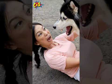 TAKUT DIKEJAR ANJING JUMBO PART 2 ! #dikejar #anjing #takut thumbnail