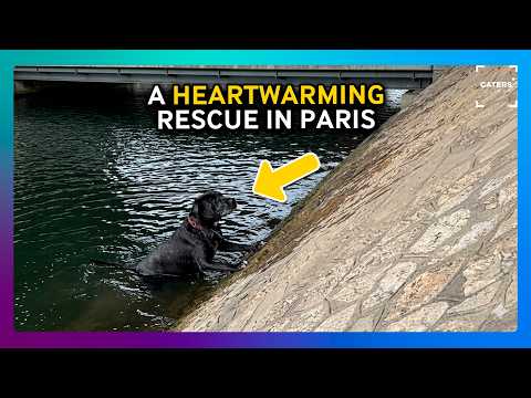 Strangers Join Forces To Rescue Dog Trapped In The Seine thumbnail