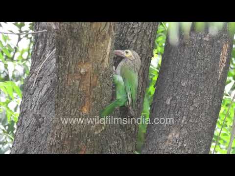 Barbet perched among the trees of Wilderness Orchard thumbnail
