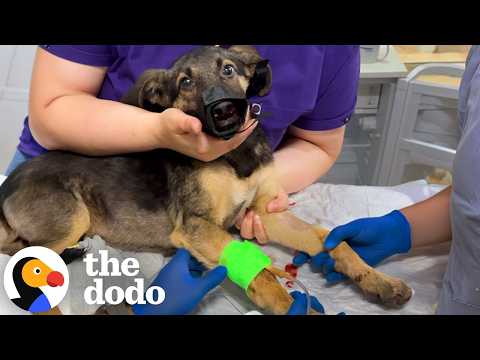 Hurt Puppy Too Scared To Be Touched Finally Asks For Pets | The Dodo thumbnail