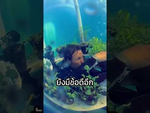 นี่คือสวนผักที่ปลูกใต้น้ำ thumbnail