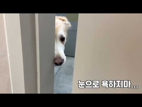 진료실에서 탈출 시도하던 리트리버가 주인을 노려본 이유 ㅋㅋㅋ thumbnail