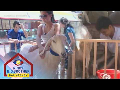 PBB Balikbahay: Teen Housemates, patuloy pa rin sa paggatas ng kambing! thumbnail