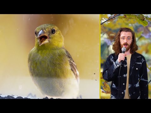 it's nesting season thumbnail