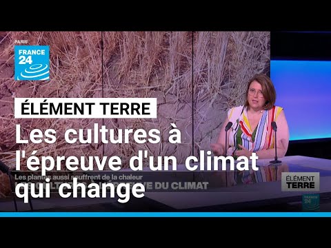 Les cultures à l'épreuve d'un climat qui change • FRANCE 24 thumbnail