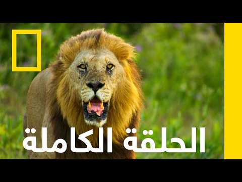 ظهور المنفيين | المملكة المتوحشة | ناشونال جيوغرافيك أبوظبي thumbnail