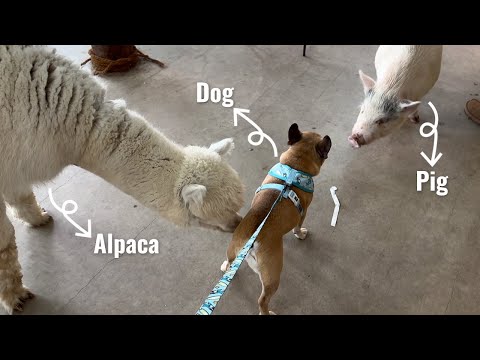 Which Animal Befriends Our Dogs? Alpacas, Pigs, or Sheep? thumbnail
