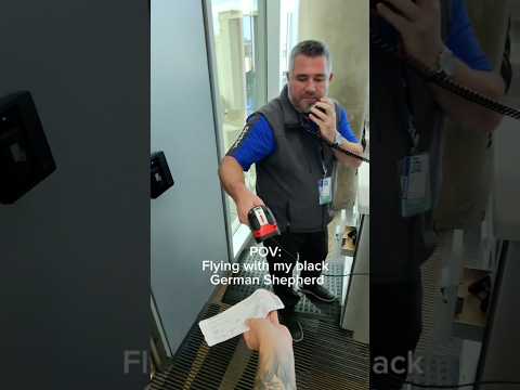 POV: Flying with my black German Shepherd thumbnail
