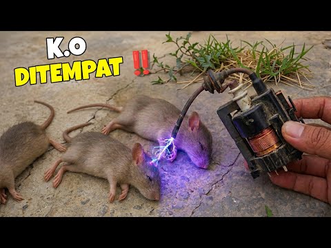NGERI BRO ‼️ DIJAMIN TIKUS LANGSUNG K.O DITEMPAT ‼️ thumbnail