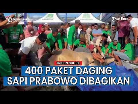 Bupati Sidrap Saksikan Proses Penyembelihan Sapi Prabowo di Kelurahan Bangkai thumbnail