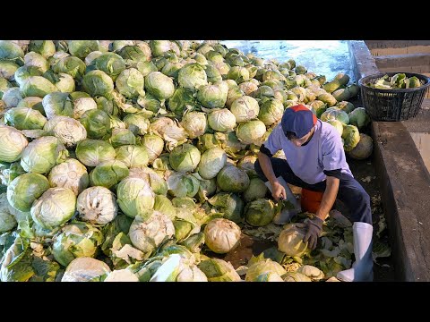 Traditional Preserve Cabbage, Dried Cabbage Mass Production - Taiwanese Cabbage Dishes 製作傳統高麗菜乾,台灣美食 thumbnail