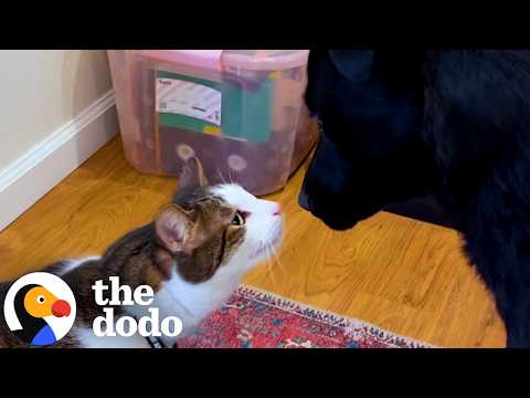 This Cat Waited His Whole Life For A Dog Best Friend | The Dodo thumbnail