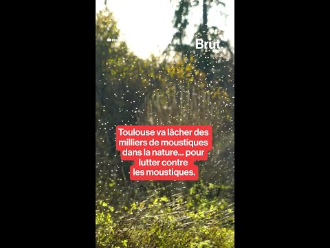 Toulouse va lâcher des milliers de moustiques dans la nature... pour lutter contre les moustiques. thumbnail