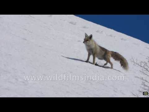 Himalayan Red Fox searching for food across rocky Spiti terrain thumbnail
