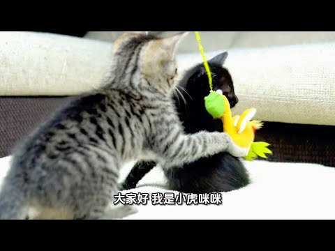 猫咪能尝出哪些味道？猫咪是不是也爱吃甜食？#cat #喵哥是萌新 #貓咪#养猫知识 #养猫经验分享  thumbnail