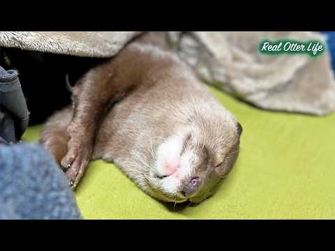 コタツの中で冬支度！？一生懸命すぎるカワウソの巣作り [元ネタ] The Cutest Winter Prep: Otters Nesting in a Warm Kotatsu thumbnail