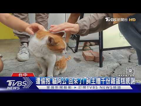 遭偷抱「貓阿公」回來了! 飼主贈千份雞蛋糕感謝｜TVBS新聞 @TVBSNEWS01 thumbnail