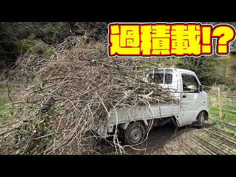 【山復興第2弾#100】こんな軽トラ見た事ない！？超過積載で雑木を運ぶ！！ thumbnail