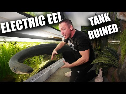 My pet electric eel is ruining his aquarium! the king of DIY tried to save his fish tank thumbnail