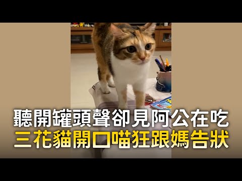 聽開罐頭聲卻見阿公在吃　三花貓開口喵狂跟媽告狀 ｜#寵物雲 thumbnail