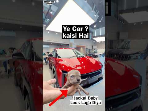 Jackal Baby Lock Lag Gaya ? | Konsi Car Le ? thumbnail