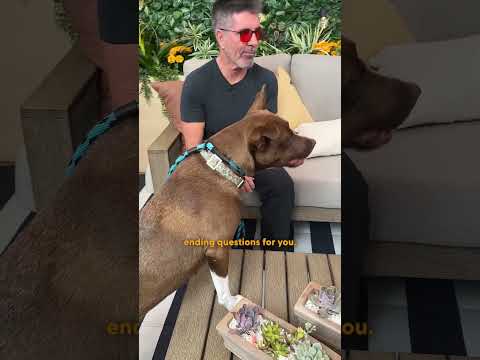 Simon Cowell Takes A Rescue Pittie Around the Set Of America’s Got Talent | The Dodo thumbnail