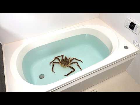 お風呂でタラバガニを飼う thumbnail