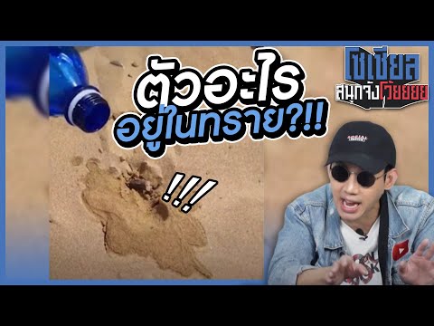 เจอตัวอะไรไม่รู้ในทราย?!อย่างพีคคคค!!  : โซเชียลสนุกจังโว้ย l VRZO thumbnail