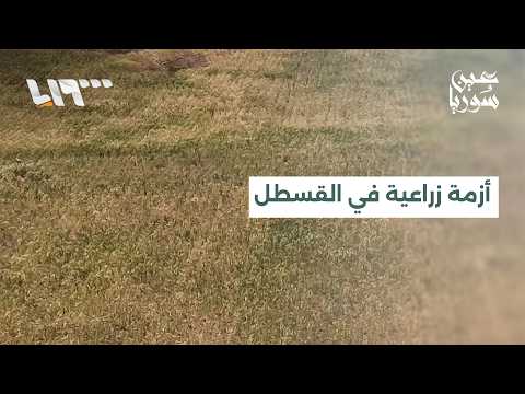 أهال في بلدة القسطل يعانون من أزمة معيشية بسبب قانون حظر الزراعة في البادية thumbnail