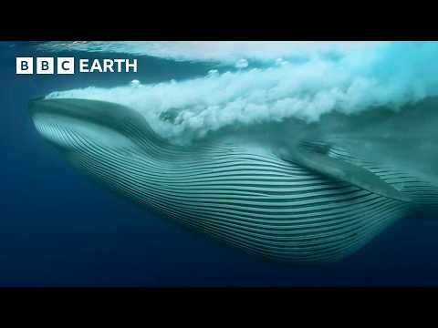 Nature's Most Stunning Moments - Narrated by David Attenborough | BBC Earth thumbnail
