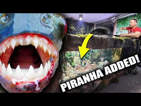PIRANHA ADDED TO 2,000G AQUARIUM!! thumbnail